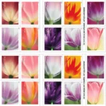 Tulip Blossoms 2023 3 - USPS Forever Stamps 2 9 2 - USPS Forever Stamps