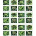 Frogs 2019 3 - USPS Forever Stamps Frogs2019 2 2 - USPS Forever Stamps