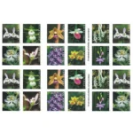 Wild Orchids 2020 3 - USPS Forever Stamps WildOrchids2020 2 - USPS Forever Stamps