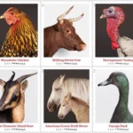 Heritage Breeds 2021 3 - USPS Forever Stamps s breeds - USPS Forever Stamps
