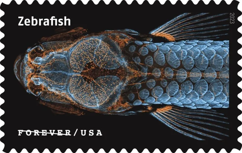 USPS23STA030C-800x508 USPS23STA030C 800x508 1 - USPS Forever Stamps