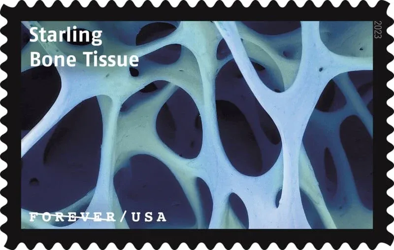 USPS23STA030D-800x508 USPS23STA030D 800x508 1 - USPS Forever Stamps