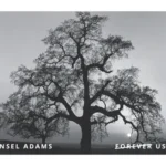 Ansel Adams 2024 4 - USPS Forever Stamps jxLFHGnE2hmhkxen8D7Hd5vaNIkUyqMkztvDw4gF - USPS Forever Stamps