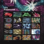 Life Magnified 2023 2 - USPS Forever Stamps life magnified - USPS Forever Stamps