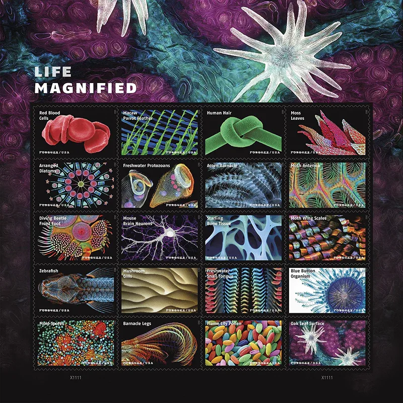 Life Magnified 2023 1 - USPS Forever Stamps Life Magnified 2023